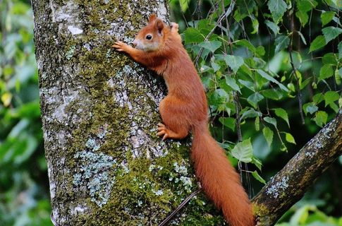 松鼠，动物，棕色，性质，人见人爱，毛皮，纳格，树