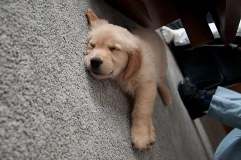 小狗,金毛/金毛寻回犬,可卡狗,金毛犬,猫,新小狗