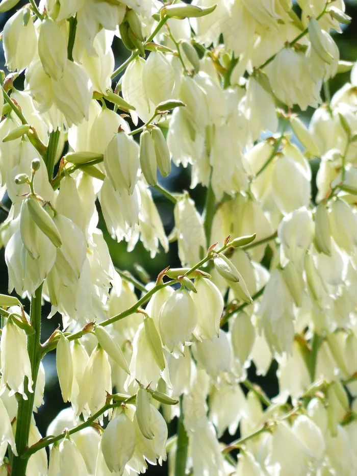 鲜花，白，Blütenmeer，花丰满，丝兰