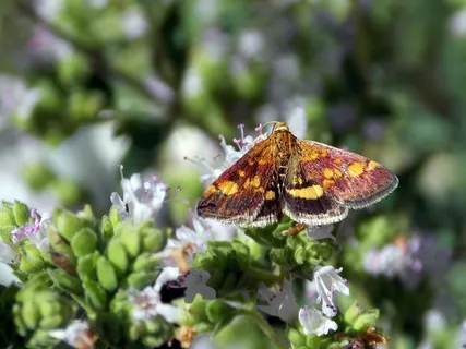 蝴蝶，蝴蝶，钻，黄金钻，昆虫