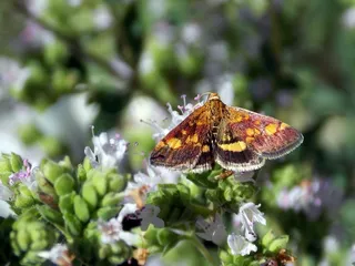 蝴蝶，蝴蝶，钻，黄金钻，昆虫