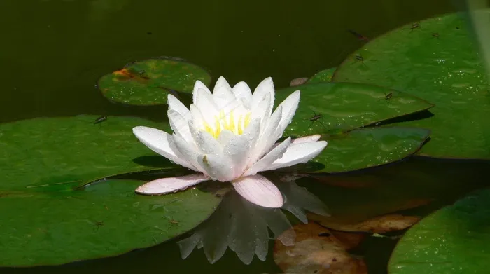 Nuphar Lutea，池塘，开花，盛开，生物群落，花园