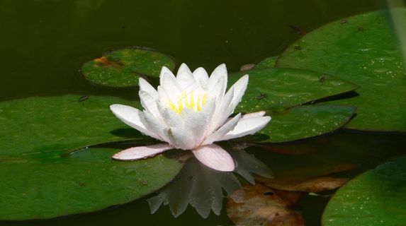 Nuphar Lutea，池塘，开花，盛开，生物群落，花园