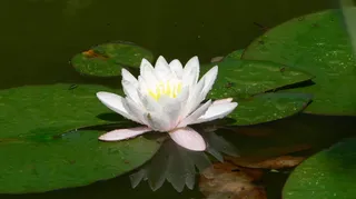 Nuphar Lutea，池塘，开花，盛开，生物群落，花园