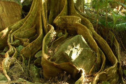 树，根，丛林，板根，木材，澳大利亚