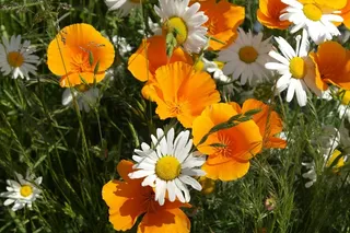 花，橙色，黄色，白色，开花，性质，花瓣