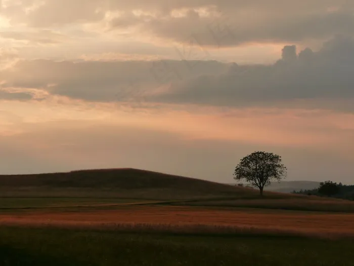 树，Abendstimmung，日落，余辉，景观