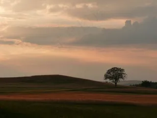 树，Abendstimmung，日落，余辉，景观