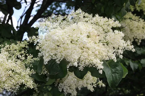 日本树丁香,树花,树,开花,白 日本树丁香,树花,树,开花,白