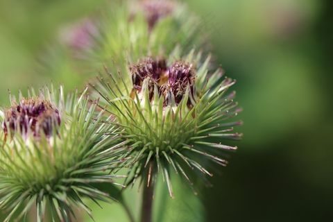 钩环闭合，开花，绽放，Klettpflnzen