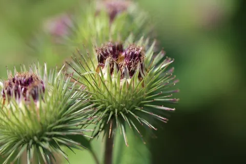 钩环闭合，开花，绽放，Klettpflnzen