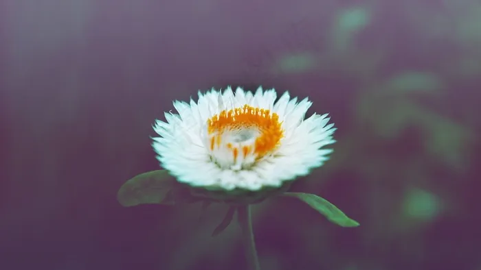 花，黛西，白色，开花，年份，性质，春天