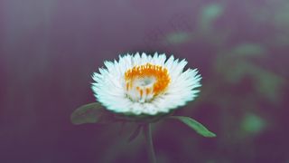 花，黛西，白色，开花，年份，性质，春天