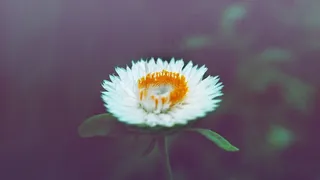 花，黛西，白色，开花，年份，性质，春天