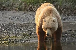 沿海棕熊，肖像，荒野，自然，水