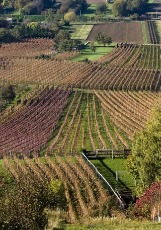 葡萄酒，葡萄酒丰收，新酒，年份，葡萄园