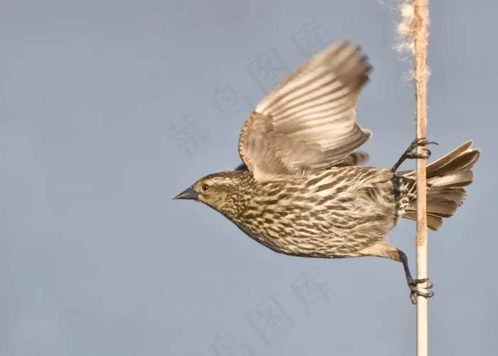 鸟，动物，羽毛，翼，栖息，野生动物，飞行
