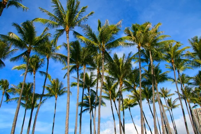 棕榈树，树木，自然，热带，岛，旅行