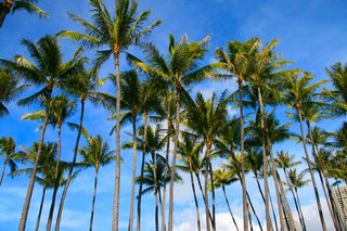 棕榈树，树木，自然，热带，岛，旅行