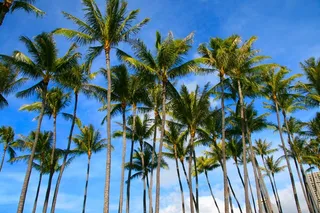 棕榈树，树木，自然，热带，岛，旅行