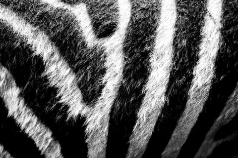 斑马，动物园，动物，黑色和白色，哺乳动物，马