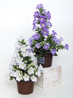 风铃，风铃草，蓝色，紫，植物，紫色