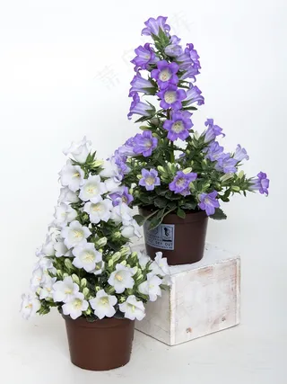 风铃，风铃草，蓝色，紫，植物，紫色