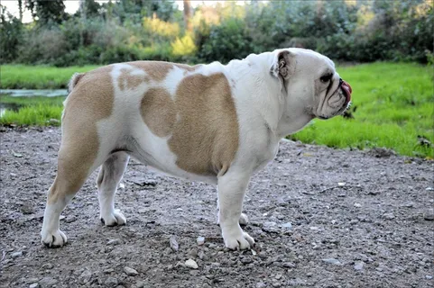 狗，播放，公园，犬，狗，毛茸茸，宠物，动物