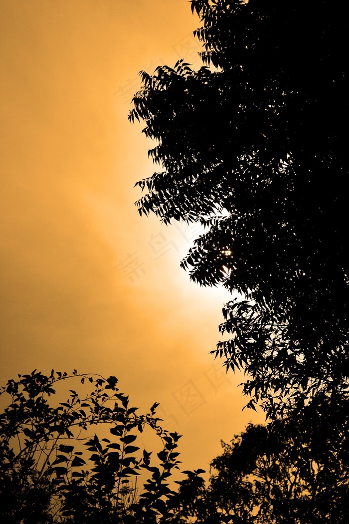太阳落山，太阳，光，树，叶子，晚上，斯里兰卡