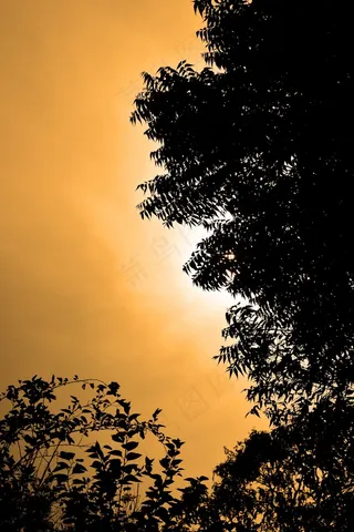 太阳落山，太阳，光，树，叶子，晚上，斯里兰卡