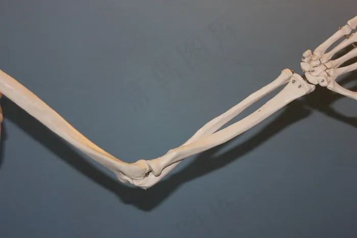 骨架，肘，解剖，人类，身体，骨，关节