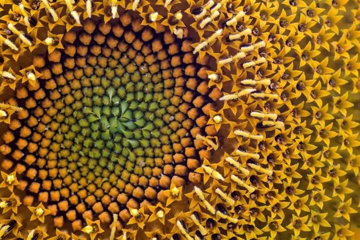 花，太阳花，宏，黄色