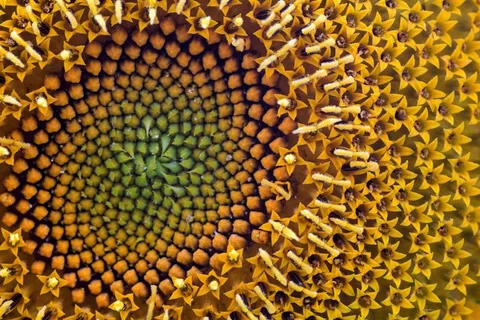 花，太阳花，宏，黄色