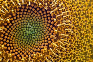 花，太阳花，宏，黄色