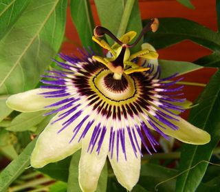 Golgotha花，白蓝紫色花