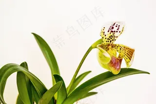 兰花，花，植物，开花，盛开，盛开，美丽