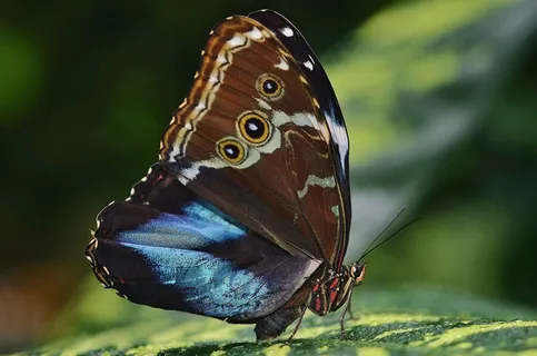 蓝蝶,Peleides,蝴蝶,蝴蝶,昆虫 蓝蝶,Peleides,蝴蝶,蝴蝶,昆虫