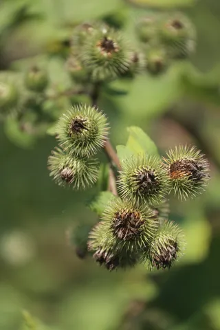 钩环闭合，开花，开花，攀缘植物