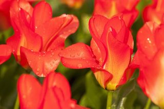 郁金香，百合，性质，鲜花，郁金香，Schnittblume