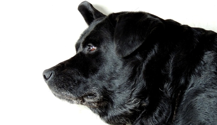 动物，拉布拉多，狗，动物，家畜，宠物