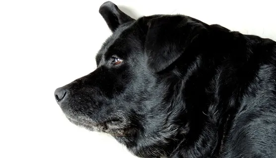 动物，拉布拉多，狗，动物，家畜，宠物