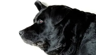 动物，拉布拉多，狗，动物，家畜，宠物