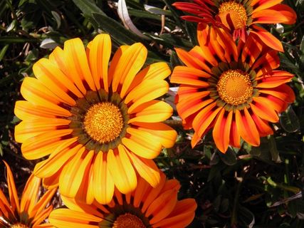 雏菊,花,橙色,杂色菊,明亮,自然 雏菊,花,橙色,杂色菊,明亮,自然