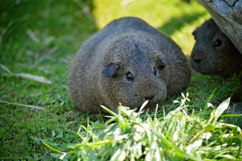 豚鼠,光滑的头发,Lemonagouti,怀孕 豚鼠,光滑的头发,Lemonagouti,怀孕