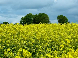 油菜子，油菜田，景观，夏天