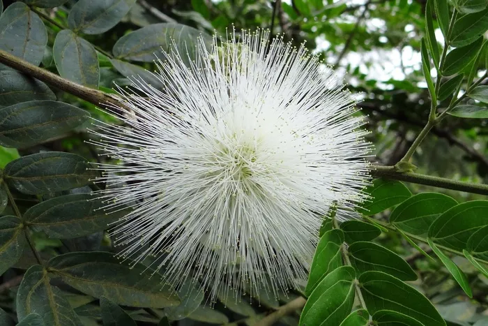 粉扑，花，植物群，白色