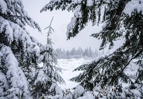 冬季,山谷,森林,白雪皑皑,景观,松树 冬季,山谷,森林,白雪皑皑,景观,松树
