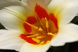 开花，郁金香花，春天，植物，颜色