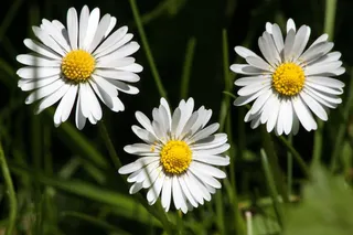 黛西，贝利斯哲学，陶森肖恩，Monatsroeserl