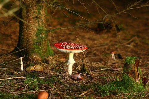 十月，秋季，森林，金色的秋天，金色的十月